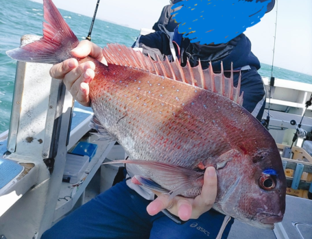 3月下旬 伊勢湾タイラバ】 また良型真鯛を2匹釣りました！！START製ネクタイによって一人勝ち！！